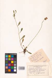 Pilosella officinarum Vaill., Eastern Europe, West Ukrainian region (E13) (Ukraine)