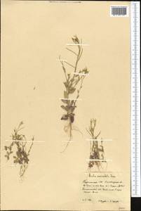Arabis auriculata Lam., Middle Asia, Kopet Dag, Badkhyz, Small & Great Balkhan (M1) (Turkmenistan)