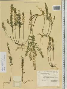 Alyssum alyssoides (L.) L., Eastern Europe, Central forest-and-steppe region (E6) (Russia)