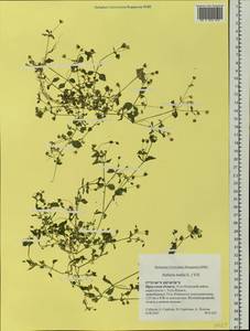 Stellaria media, Siberia, Baikal & Transbaikal region (S4) (Russia)