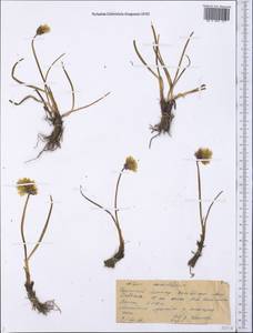 Allium atrosanguineum var. atrosanguineum, Middle Asia, Western Tian Shan & Karatau (M3) (Kazakhstan)
