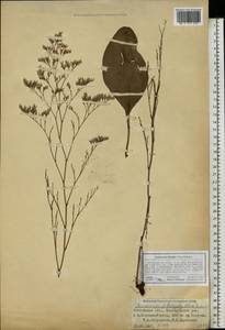 Limonium bungei (Claus) Gamajun., Eastern Europe, Rostov Oblast (E12a) (Russia)