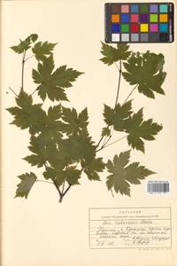 Acer tschonoskii Maxim., Siberia, Russian Far East (S6) (Russia)