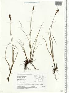 Blysmus compressus (L.) Panz. ex Link, Eastern Europe, Central region (E4) (Russia)