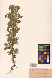 Caragana arborescens Lam., Eastern Europe, Eastern region (E10) (Russia)