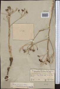 Ferula karataviensis (Regel & Schmalh.) Korovin, Middle Asia, Western Tian Shan & Karatau (M3) (Kazakhstan)