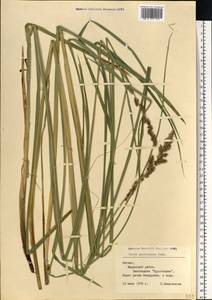 Carex paniculata L., Eastern Europe, Latvia (E2b) (Latvia)
