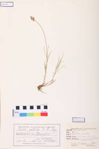 Carex accrescens Ohwi, Siberia, Altai & Sayany Mountains (S2) (Russia)