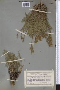 Oxytropis aulieatensis Vved., Middle Asia, Western Tian Shan & Karatau (M3) (Kazakhstan)