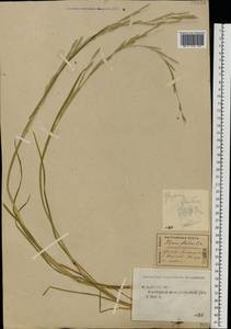 Glyceria fluitans (L.) R.Br., Eastern Europe, Central forest region (E5) (Russia)