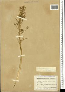 Ornithogalum pyrenaicum L., Caucasus, Abkhazia (K4a) (Abkhazia)