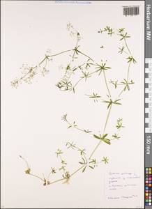 Galium mollugo L., Eastern Europe, Moscow region (E4a) (Russia)