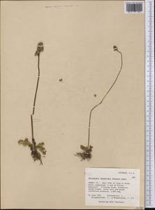 Micranthes rhomboidea (Greene) Small, America (AMER) (United States)