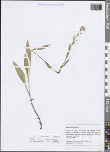 Pentanema oculus-christi (L.) D. Gut. Larr., Santos-Vicente, Anderb., E. Rico & M. M. Mart. Ort., Eastern Europe, Central forest-and-steppe region (E6) (Russia)