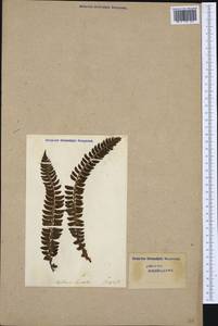 Polystichum lonchitis (L.) Roth, Western Europe (EUR) (Switzerland)