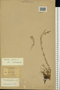 Dianthus arenarius L., Eastern Europe, North Ukrainian region (E11) (Ukraine)