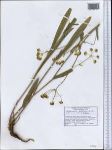 Bupleurum gulczense O.Fedtsch. & B.Fedtsch., Middle Asia, Pamir & Pamiro-Alai (M2) (Tajikistan)