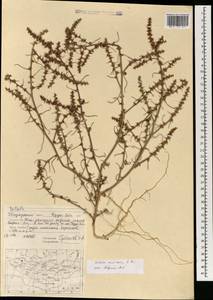Salsola tragus L., Mongolia (MONG) (Mongolia)
