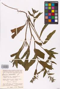 MHA 0 152 639, Lycopsis arvensis subsp. orientalis (L.) Kuzn., Eastern Europe, Lower Volga region (E9) (Russia)