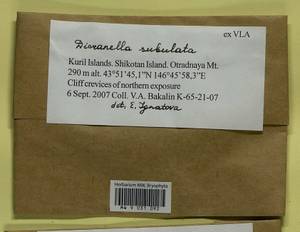 Dicranellopsis subulata (Hedw.) Bonfim Santos, Siebel & Fedosov, Bryophytes, Bryophytes - Russian Far East (excl. Chukotka & Kamchatka) (B20) (Russia)