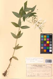 Epilobium montanum × adenocaulon, Eastern Europe, Moscow region (E4a) (Russia)