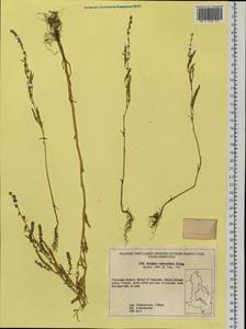 Atriplex subcordata Kitag., Siberia, Russian Far East (S6) (Russia)