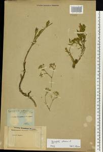Gypsophila altissima L., Eastern Europe, Rostov Oblast (E12a) (Russia)