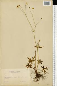 Ranunculus acris L., Eastern Europe, Moscow region (E4a) (Russia)