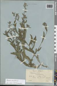 Lycopsis arvensis subsp. orientalis (L.) Kusn., Eastern Europe, Lower Volga region (E9) (Russia)