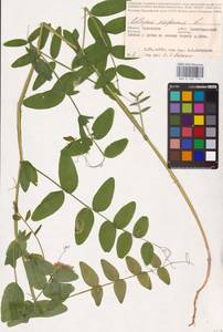 Lathyrus pisiformis L., Eastern Europe, Central forest-and-steppe region (E6) (Russia)