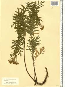 Tanacetum vulgare L., Eastern Europe, Lower Volga region (E9) (Russia)