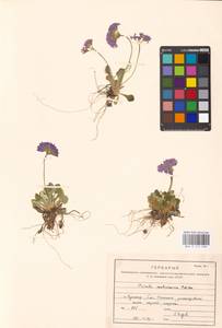 Primula modesta var. fauriei (Franch.) Takeda, Siberia, Russian Far East (S6) (Russia)