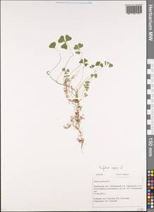Trifolium repens L., Eastern Europe, Central forest-and-steppe region (E6) (Russia)