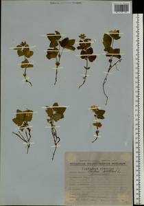 Rubus arcticus L., Siberia, Chukotka & Kamchatka (S7) (Russia)