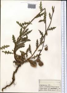 Carduus, Middle Asia, Northern & Central Tian Shan (M4) (Kyrgyzstan)