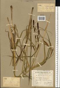 Carex acutiformis Ehrh., Eastern Europe, North Ukrainian region (E11) (Ukraine)