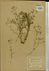 Cynanchica pyrenaica subsp. cynanchica (L.) P.Caputo & Del Guacchio, Eastern Europe, North Ukrainian region (E11) (Ukraine)