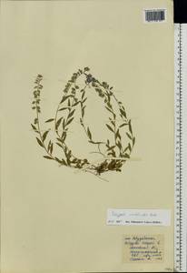 Polygala vulgaris L., Eastern Europe, Moscow region (E4a) (Russia)