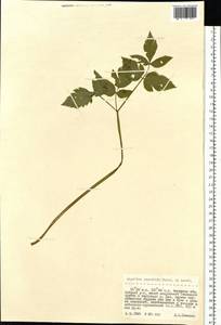 Angelica saxatilis Turcz. ex Ledeb., Siberia, Russian Far East (S6) (Russia)