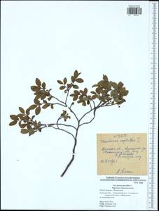 Vaccinium myrtillus L., Eastern Europe, Central region (E4) (Russia)