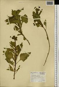 Physochlaina physaloides (L.) G. Don, Siberia, Altai & Sayany Mountains (S2) (Russia)