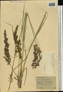 Calamagrostis epigejos (L.) Roth, Eastern Europe, South Ukrainian region (E12) (Ukraine)