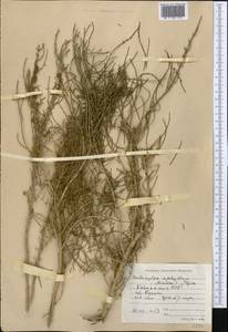 Haloxylon ammodendron (C. A. Mey.) Bunge ex Fenzl, Middle Asia, Caspian Ustyurt & Northern Aralia (M8) (Kazakhstan)