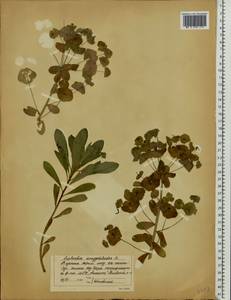 Euphorbia amygdaloides L., Eastern Europe, West Ukrainian region (E13) (Ukraine)