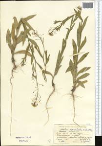 Neslia paniculata subsp. thracica (Velen.) Bornm., Middle Asia, Muyunkumy, Balkhash & Betpak-Dala (M9) (Kazakhstan)