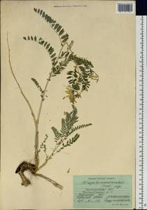 Astragalus mongholicus Bunge, Siberia, Baikal & Transbaikal region (S4) (Russia)