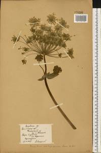 Heracleum mantegazzianum Sommier & Levier, Eastern Europe, Central forest-and-steppe region (E6) (Russia)