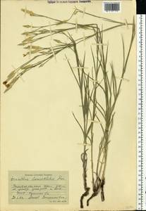Dianthus pallens M. Bieb., Eastern Europe, North Ukrainian region (E11) (Ukraine)