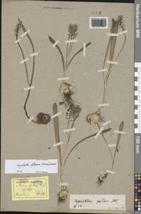 Hyacinthella pallasiana (Steven) Losinsk., Eastern Europe, South Ukrainian region (E12) (Ukraine)