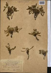 Taraxacum kok-saghyz Rodin, Middle Asia, Northern & Central Tian Shan (M4) (Kazakhstan)